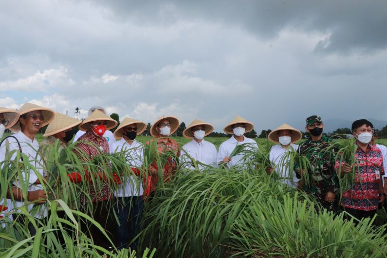 BSG Launching Pembiayaan KUR “Bohusami Bakobong” Klaster Pertanian Sereh Wangi di Kab Minahasa